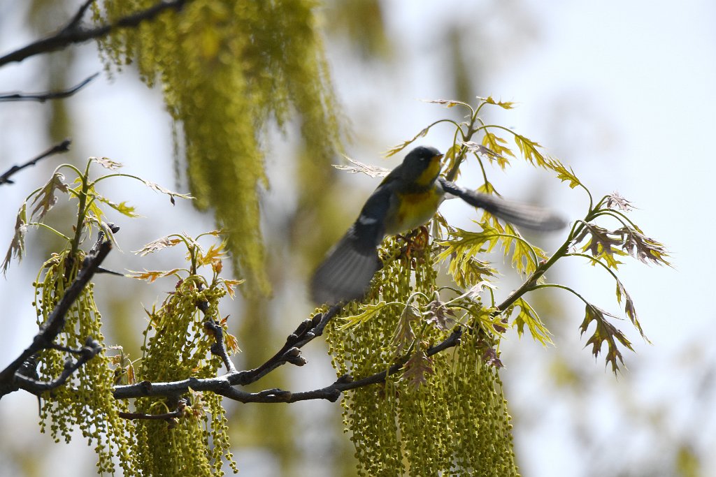 Warbler, Northern Parula, 2018-05184238 Parker River NWR, MA.JPG - Northern Parula in flight. Parker River National Wildlife Refuge, MA, 5-18-2018